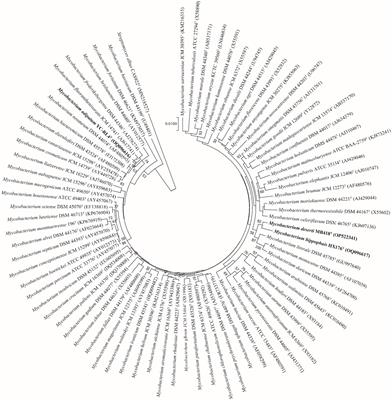Characterization of three rapidly growing novel Mycobacterium species with significant polycyclic aromatic hydrocarbon bioremediation potential